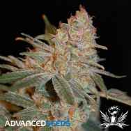 Advanced Seeds Black Diesel